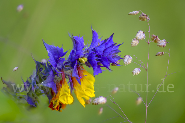 Hain-Wachtelweizen (Melampyrum nemorosum)