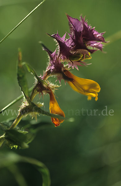 Hain-Wachtelweizen (Melampyrum nemorosum)