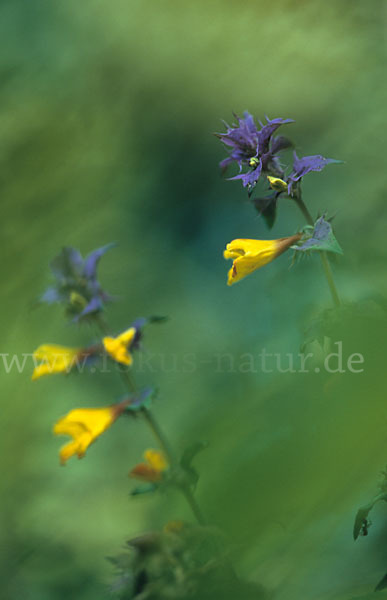 Hain-Wachtelweizen (Melampyrum nemorosum)