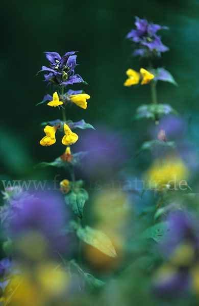 Hain-Wachtelweizen (Melampyrum nemorosum)