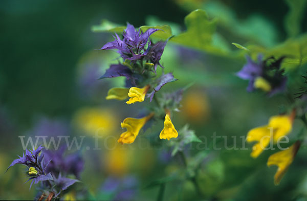 Hain-Wachtelweizen (Melampyrum nemorosum)