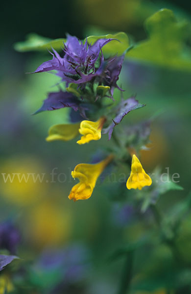 Hain-Wachtelweizen (Melampyrum nemorosum)