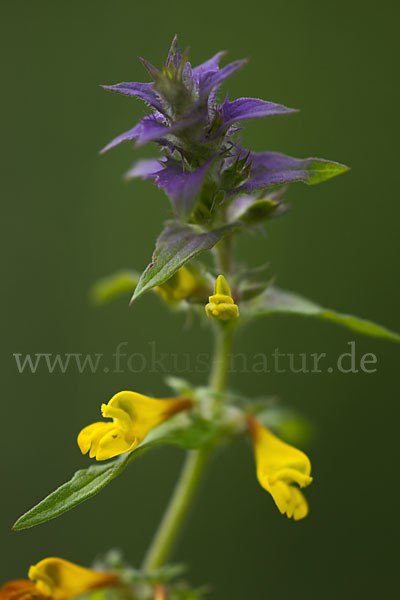 Hain-Wachtelweizen (Melampyrum nemorosum)