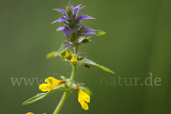 Hain-Wachtelweizen (Melampyrum nemorosum)