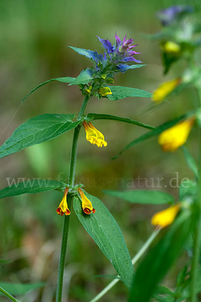 Hain-Wachtelweizen (Melampyrum nemorosum)