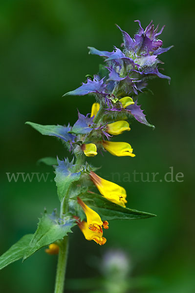 Hain-Wachtelweizen (Melampyrum nemorosum)