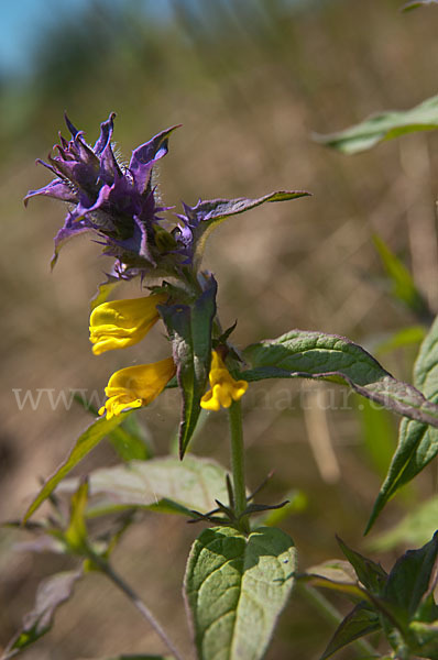 Hain-Wachtelweizen (Melampyrum nemorosum)