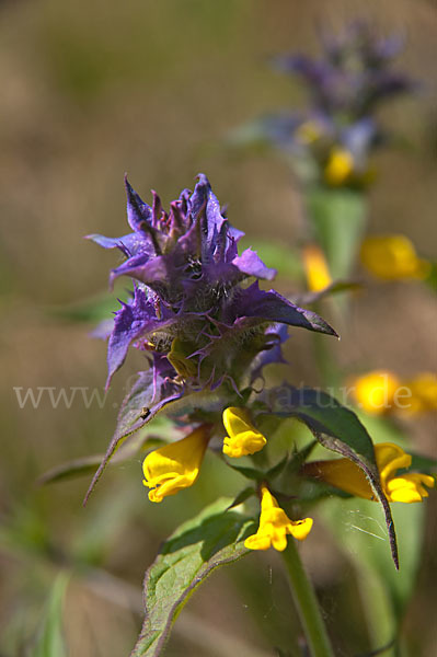 Hain-Wachtelweizen (Melampyrum nemorosum)