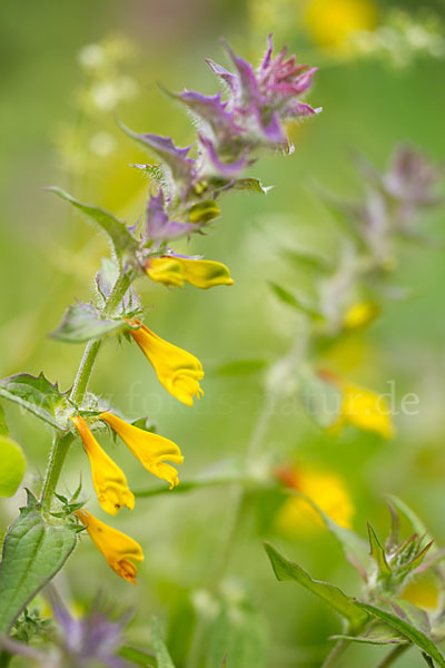 Hain-Wachtelweizen (Melampyrum nemorosum)