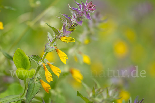 Hain-Wachtelweizen (Melampyrum nemorosum)