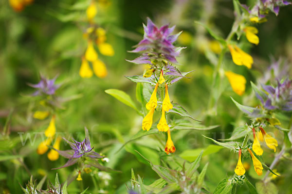 Hain-Wachtelweizen (Melampyrum nemorosum)