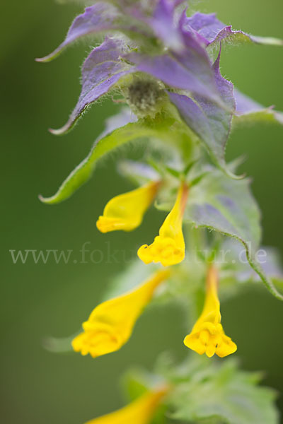 Hain-Wachtelweizen (Melampyrum nemorosum)