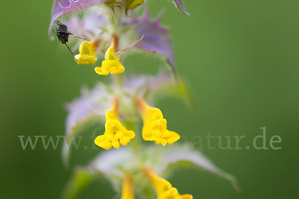 Hain-Wachtelweizen (Melampyrum nemorosum)