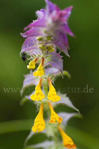 Hain-Wachtelweizen (Melampyrum nemorosum)