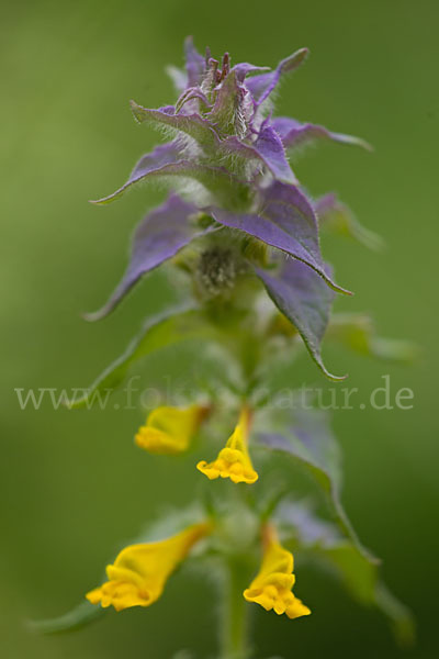 Hain-Wachtelweizen (Melampyrum nemorosum)