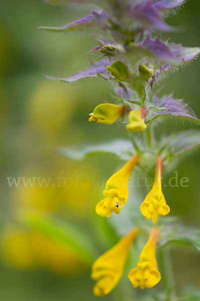 Hain-Wachtelweizen (Melampyrum nemorosum)