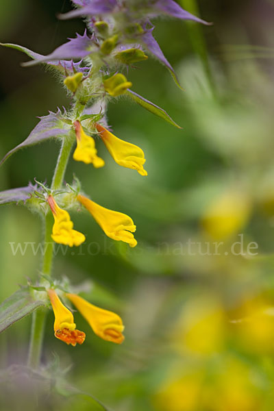 Hain-Wachtelweizen (Melampyrum nemorosum)