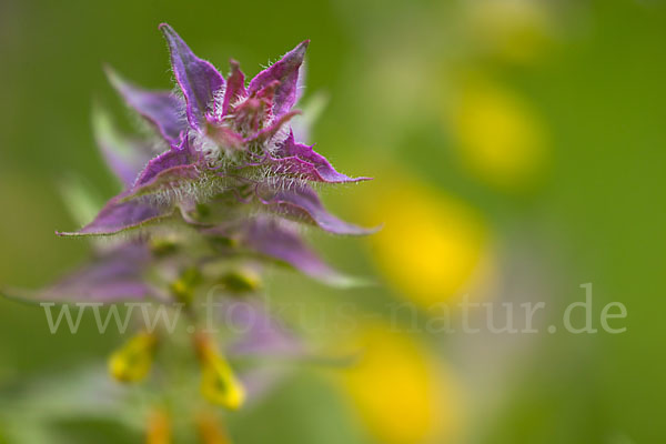 Hain-Wachtelweizen (Melampyrum nemorosum)