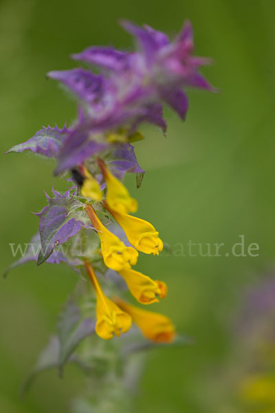 Hain-Wachtelweizen (Melampyrum nemorosum)