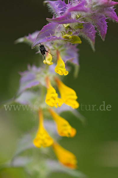 Hain-Wachtelweizen (Melampyrum nemorosum)