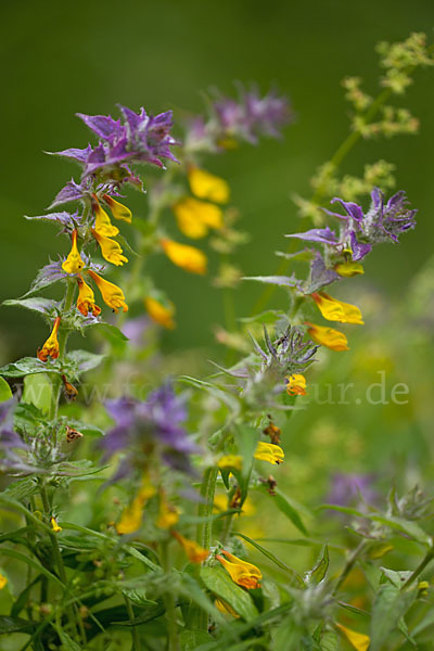 Hain-Wachtelweizen (Melampyrum nemorosum)