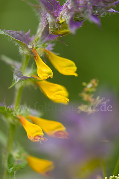 Hain-Wachtelweizen (Melampyrum nemorosum)