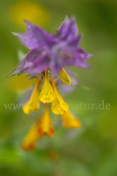 Hain-Wachtelweizen (Melampyrum nemorosum)