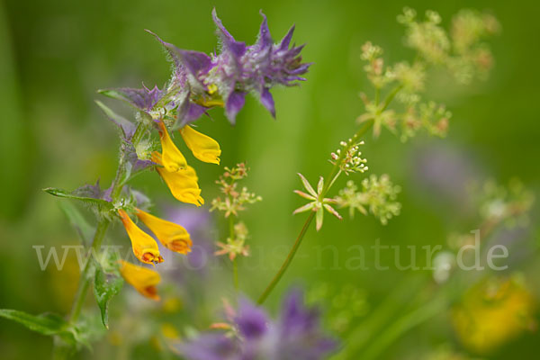 Hain-Wachtelweizen (Melampyrum nemorosum)