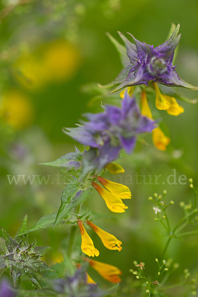 Hain-Wachtelweizen (Melampyrum nemorosum)