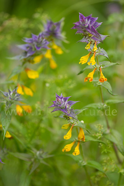 Hain-Wachtelweizen (Melampyrum nemorosum)