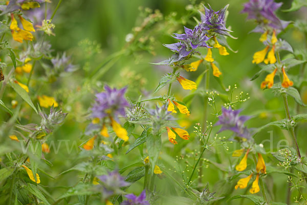 Hain-Wachtelweizen (Melampyrum nemorosum)