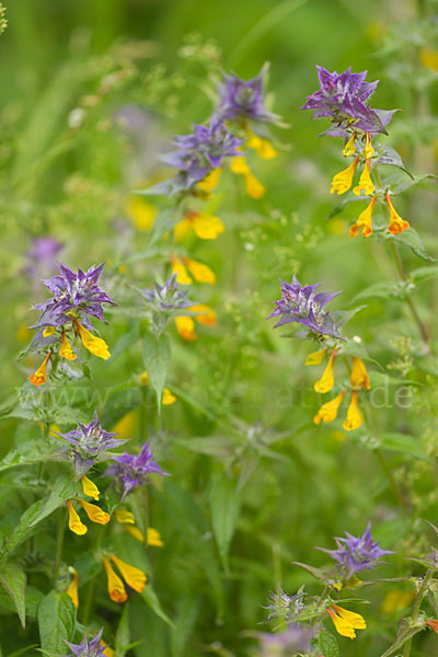 Hain-Wachtelweizen (Melampyrum nemorosum)