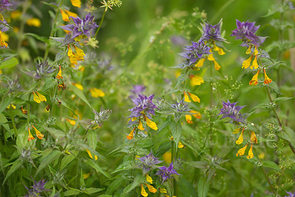 Hain-Wachtelweizen (Melampyrum nemorosum)