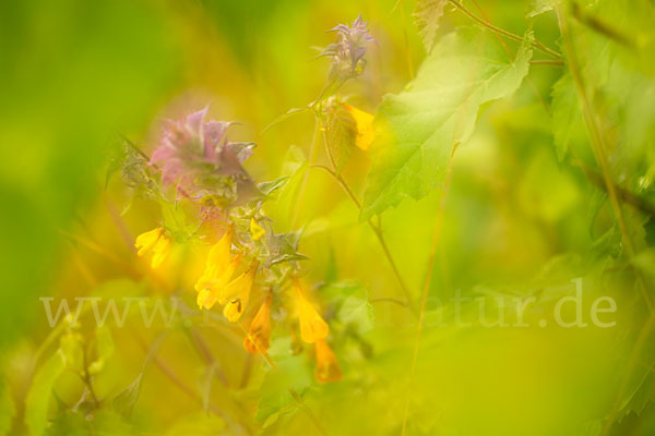 Hain-Wachtelweizen (Melampyrum nemorosum)