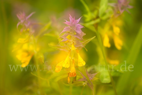 Hain-Wachtelweizen (Melampyrum nemorosum)