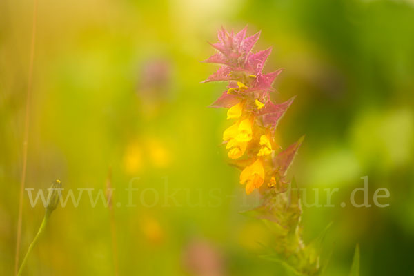 Hain-Wachtelweizen (Melampyrum nemorosum)