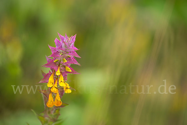 Hain-Wachtelweizen (Melampyrum nemorosum)