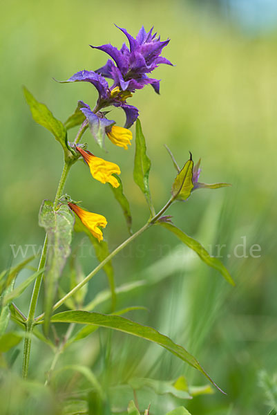 Hain-Wachtelweizen (Melampyrum nemorosum)