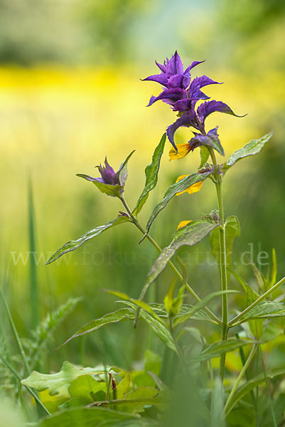 Hain-Wachtelweizen (Melampyrum nemorosum)