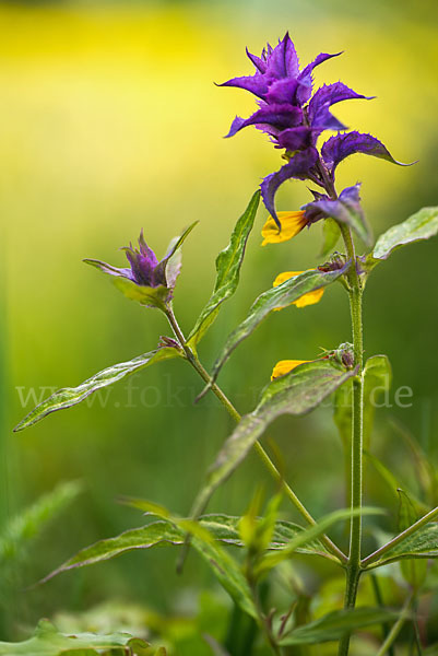 Hain-Wachtelweizen (Melampyrum nemorosum)