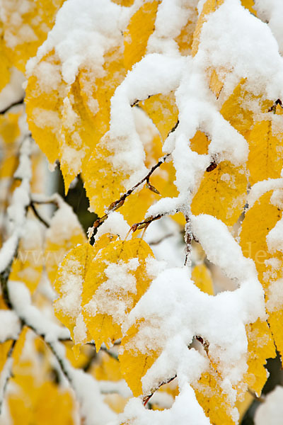 Hainbuche (Carpinus betulus)