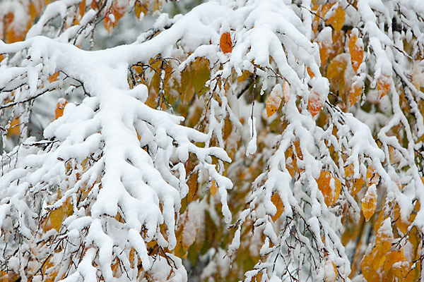 Hainbuche (Carpinus betulus)