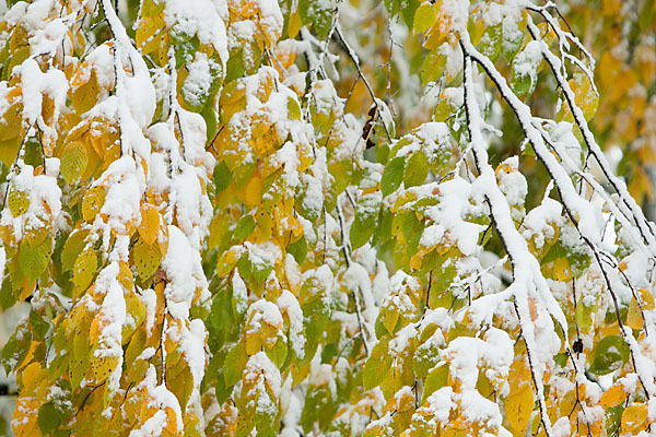 Hainbuche (Carpinus betulus)