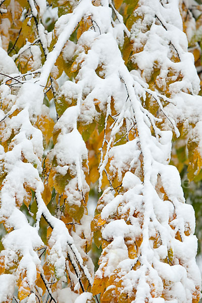 Hainbuche (Carpinus betulus)