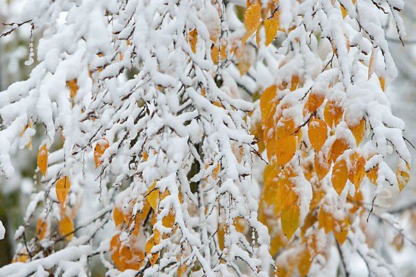 Hainbuche (Carpinus betulus)