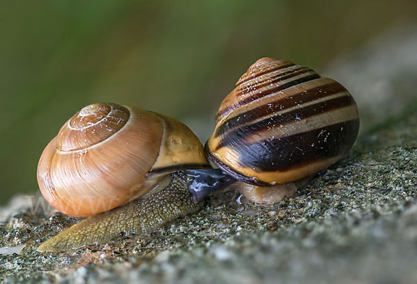 Hainschnirkelschnecke (Cepaea nemoralis)