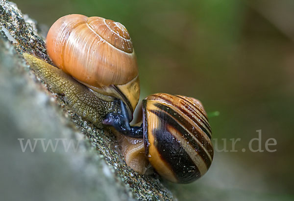 Hainschnirkelschnecke (Cepaea nemoralis)