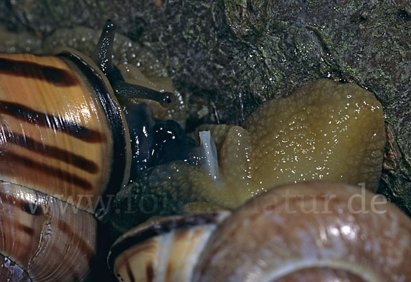 Hainschnirkelschnecke (Cepaea nemoralis)