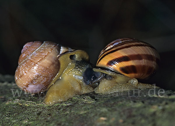 Hainschnirkelschnecke (Cepaea nemoralis)