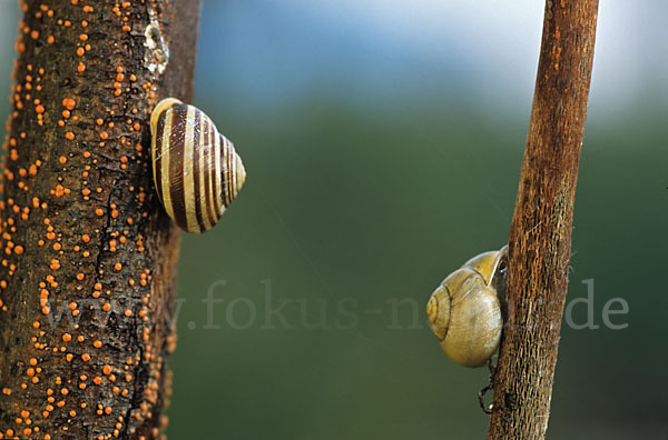 Hainschnirkelschnecke (Cepaea nemoralis)